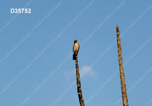 Southern Rough-winged Swallow (Stelgidopteryx ruficollis)